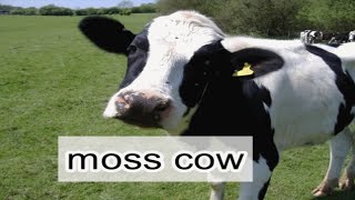 Dschinghis Khan  Moskau ENGLISH LYRICS  MOSS COW [upl. by Etaner884]