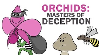 Orchids The Masters Of Lying Cheating amp Stealing [upl. by Nennek]