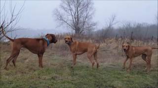 Rhodesian Ridgeback in action [upl. by Jahdol]