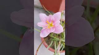 Zephyranthes carinata Pink Rain Lilly [upl. by Risser]