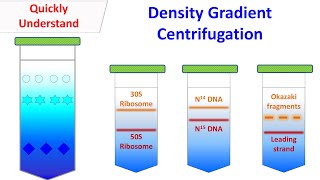 Density gradient centrifugation [upl. by Summer499]