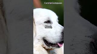 Mastiff vs Great Pyrenees Which Guardian Breed is Right for You [upl. by Arihaj]