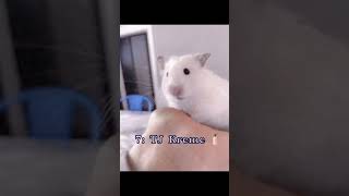 Top 10 Goobie Woobies shortsvideo hamsters penny trading yourself with dragons [upl. by Nevur]