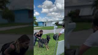 9 Pack Sadie building courage over jumps dogtraining [upl. by Fishbein]