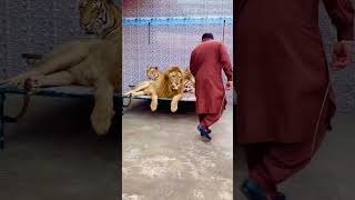 Mufasa gussay ma a gya mian saqib [upl. by Clarisse996]