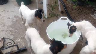 Bocoy ratonero bodeguero andaluz intentando coger una pelota de debajo del agua [upl. by Newcomb]