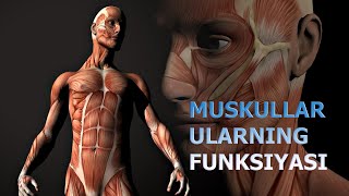 MUSKULLAR VA ULARNING FUNKSIYASI  МУСКУЛЛАР ВА УЛАРНИНГ ФУНКЦИЯСИ [upl. by Lidia]