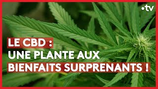 Tout ce qu’il faut savoir sur le CBD  LE  DENVOYÉ SPÉCIAL [upl. by Adalia405]