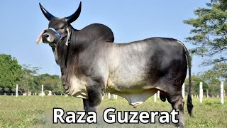 Raza de ganado Guzerat La raza doble propósito más versátil [upl. by Kere]