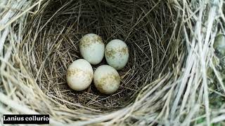 Redbacked shrikeLanius collurio nest with eggs [upl. by Danica]