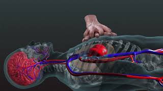 Romanian  Resuscitarea cardiopulmonară  O privire tridimensională în interiorul corpului uman [upl. by Enairda669]