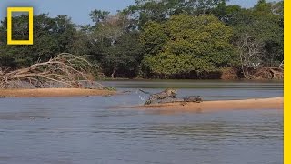 Jaguar Attacks Crocodile Cousin EXCLUSIVE VIDEO  National Geographic [upl. by Rosio899]