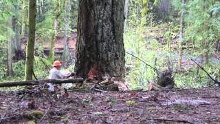 Logging in Washington State  April 2014 [upl. by Ynaffad]