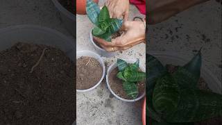 Sensevieria plant propagation garden shorts Binarofficial [upl. by Jehias980]