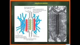 8 Matriz Extracelular Junções Intercelulares Microvilosidades Cílios e Flagelos [upl. by Enomed]