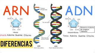 ADN y ARN DIFERENCIAS BiologíayEcología [upl. by Lysander]