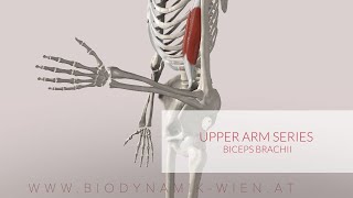 Biceps Brachii Upper Arm Series Part 2 3D Animation [upl. by Nylyoj591]