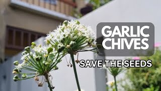 How To Save Garlic Chive Seeds  Chives for a Beautiful Garden [upl. by Hogle]