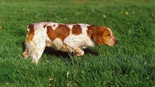 The Playful Nature of Brittany Spaniels [upl. by Annayhs513]