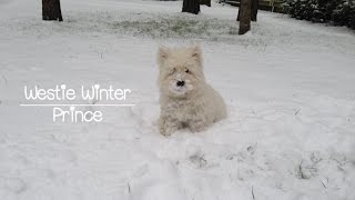 Westies first winter [upl. by Elianora]