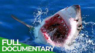 Rise of the Great White Shark  A History 11 Million Years in the Making  Free Documentary Nature [upl. by Eanod]