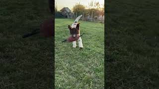 Lagotto romagnolo Fellini [upl. by Attenra916]