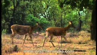 Almost extinct  Barasingha or swamp deer in Kanha Park [upl. by Ecnarf]