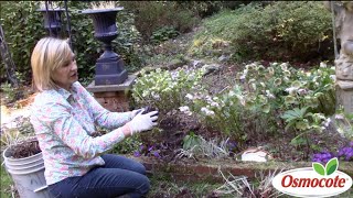 How to Separate amp Replant Astilbes in Deep Shade [upl. by Kevin]