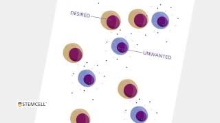 Isolate Desired Cells with EasySep™ [upl. by Yeca]