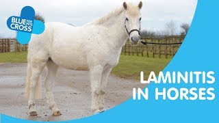 Laminitis In Horses  Blue Cross Pet Advice [upl. by Malena553]