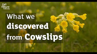 Intelligence services – what we learned from cowslips [upl. by Lizzy66]