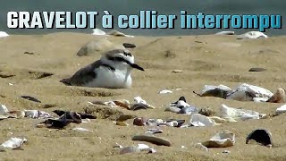 GRAVELOT à COLLIER INTERROMPU  Kentish Plover [upl. by Crenshaw]