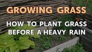 How to Plant Grass Before a Heavy Rain [upl. by Muna939]