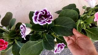 No1 indoor flowering plant Gloxinia care tips Sinningia speciosa [upl. by Chesnut27]