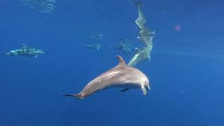 Tursiops truncatus [upl. by Lenci595]