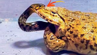 Wow Asian Bullfrog Tries Eats To Big Snake Warning Live Feeding [upl. by Duaner]