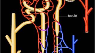 Néphron système de filtration rénale [upl. by Ebocaj]