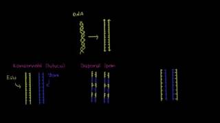Yarı Saklı Semi Konservatif İkileşme Replikasyon Biyoloji  Biyomoleküller [upl. by Briggs]