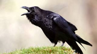 Raven  bird call  Learn The Sound A Raven Makes  Raven Sounds and Pictures [upl. by Enilrac957]