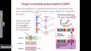 Single nucleotide polymorphism SNP [upl. by Altaf]