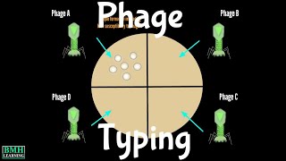 Bacteriophage Typing  Phage Typing  Bacteriophage Based Bacterial Detection [upl. by Salisbury325]