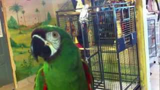 Liu the severe macaw talking at the Wilson Parrot Foundation 3 [upl. by Allayne]