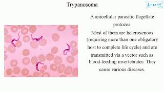 Trypanosoma [upl. by Meda444]