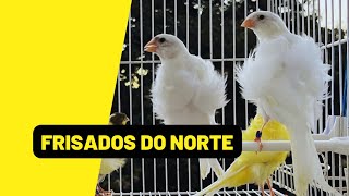 CANÁRIOS Frisados do Norte quase PRONTOS VEJA COMIGO 😀 [upl. by Zug]