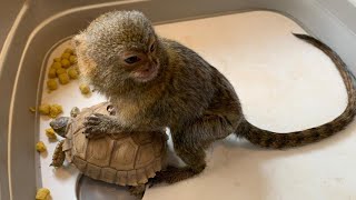 Very tiny adorable pygmy marmoset monkey playing with his friends [upl. by Ablem206]