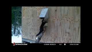 Trappers Cabin Marten Catch  Trail Cam Footage [upl. by Deeas756]