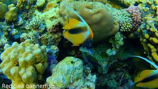 Bluetail Trunkfish Ostracion cyanurus encounters Red Sea bannerfish Heniochus intermedius [upl. by Notsla]