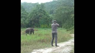 Wildlife officer injecting an injured elephant  負傷した象に注射をする野生生物保護官  Elephant Wildlife elephant [upl. by Nillad178]