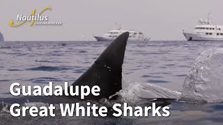 Guadalupe Great White Sharks [upl. by Aneetak]