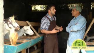 Escuela de campo Sistemas caprinos de producción de leche  23 de julio [upl. by Akinet]